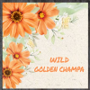 Wild Color Incense - Golden Champa