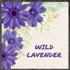 Wild Color Incense - Lavender