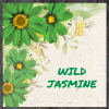 Wild Color Incense - Jasmine